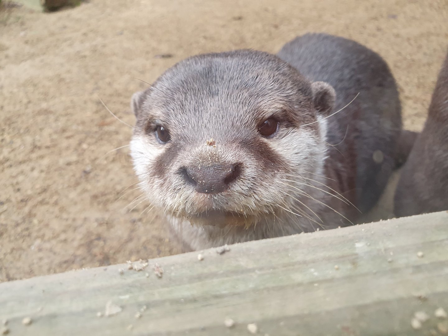 Asian Short Clawed Otter