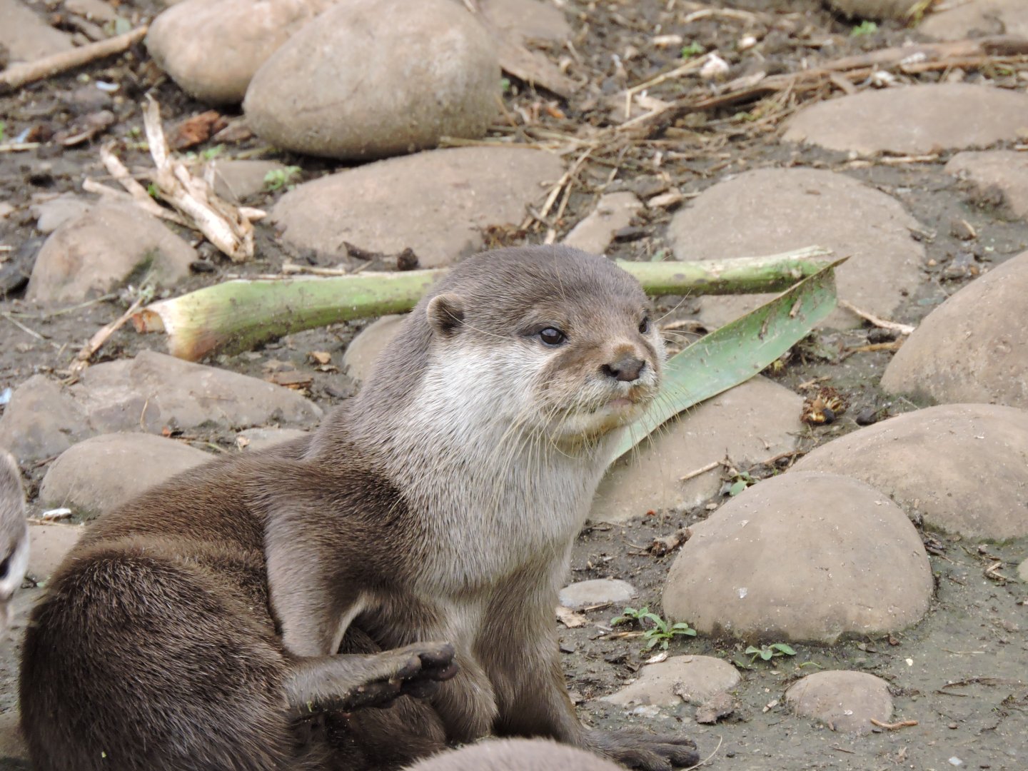 Asian Short Clawed Otter