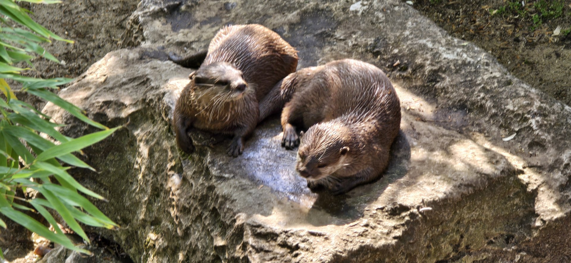 Asian short clawed otter