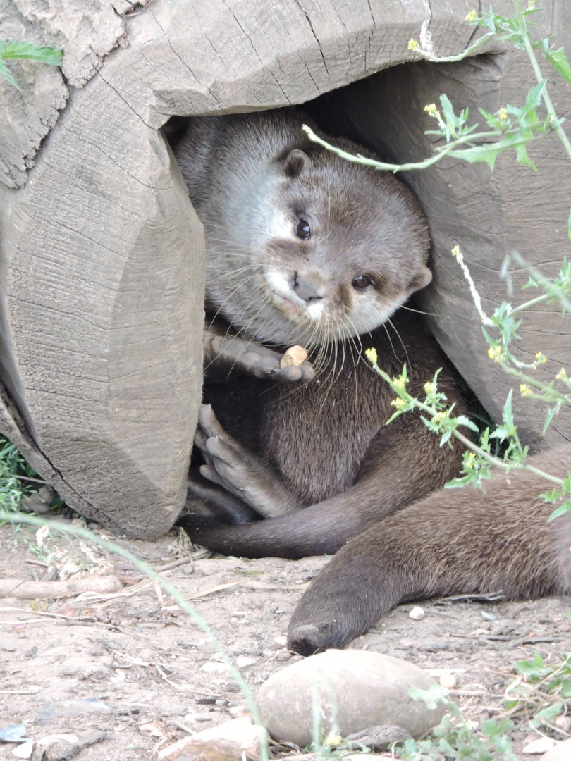 Asian Short Clawed Otter