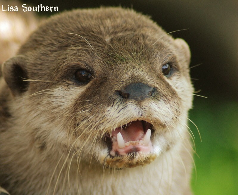 Asian Short Clawed otter