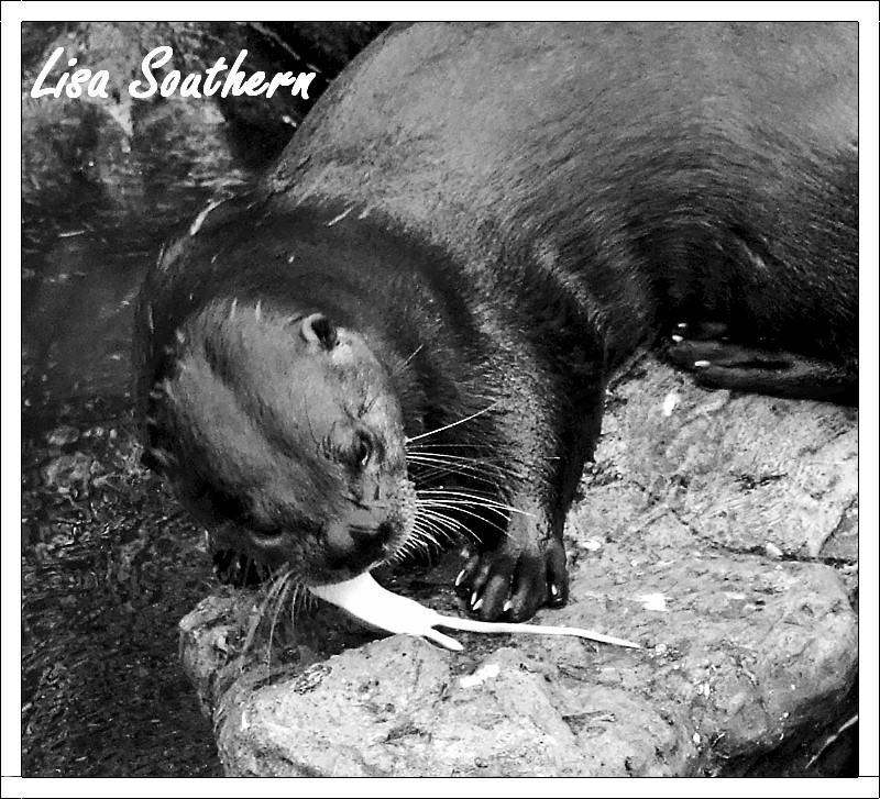 Asian Short Clawed Otter
