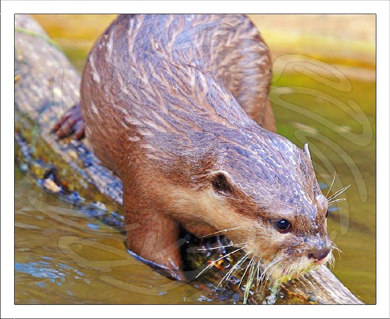 Asian Short Clawed Otter