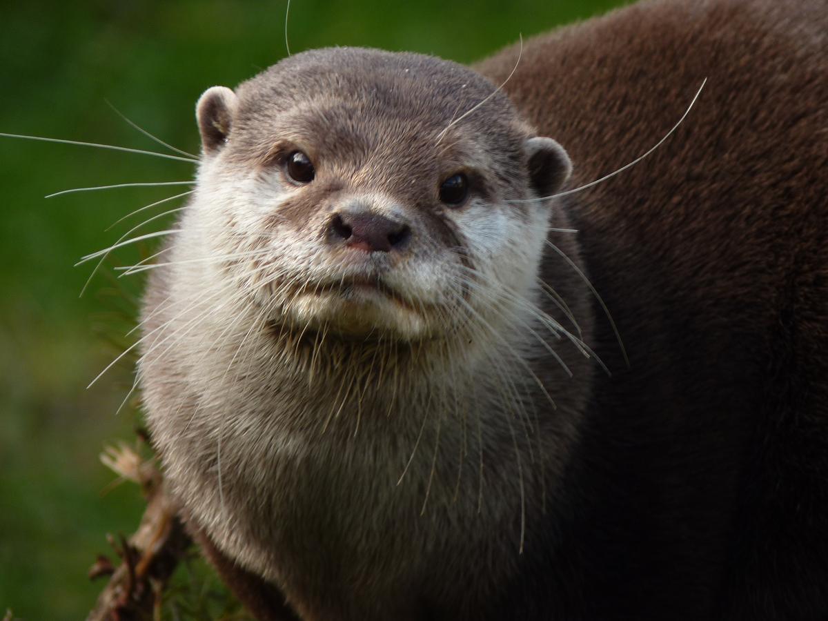 Asian Short-Clawed Otter