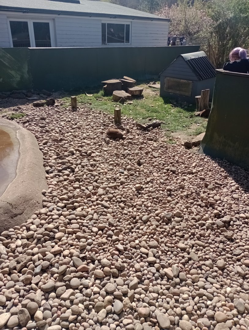 Asian short-clawed otter