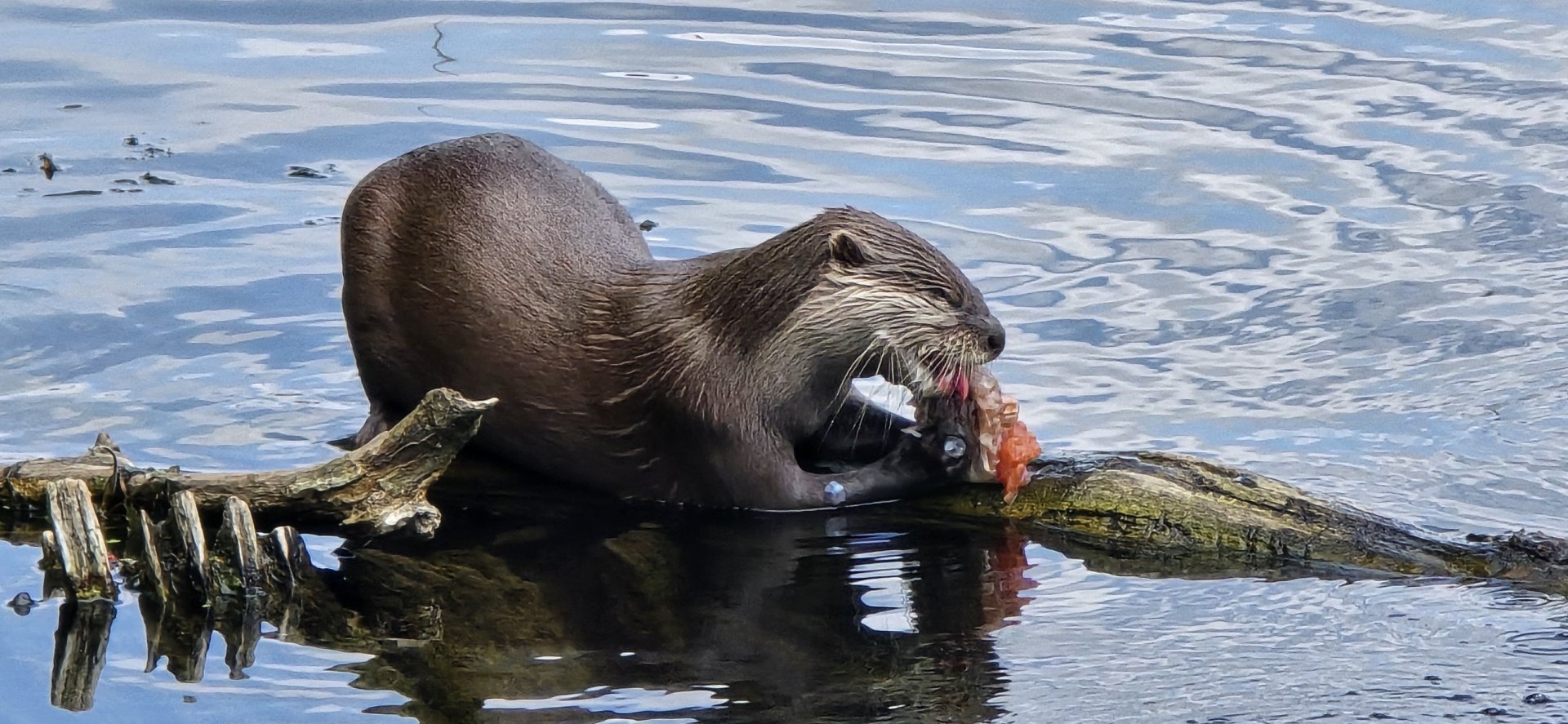 Asian short clawed otter