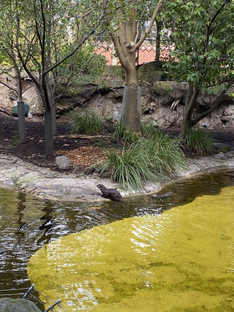 Asian Short Clawed Otter