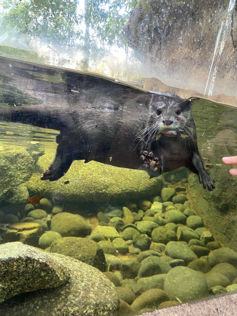 Asian Short Clawed Otter