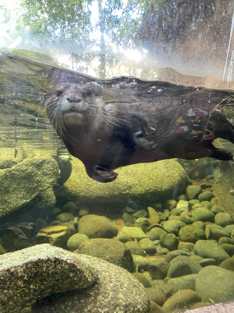 Asian Short Clawed Otter