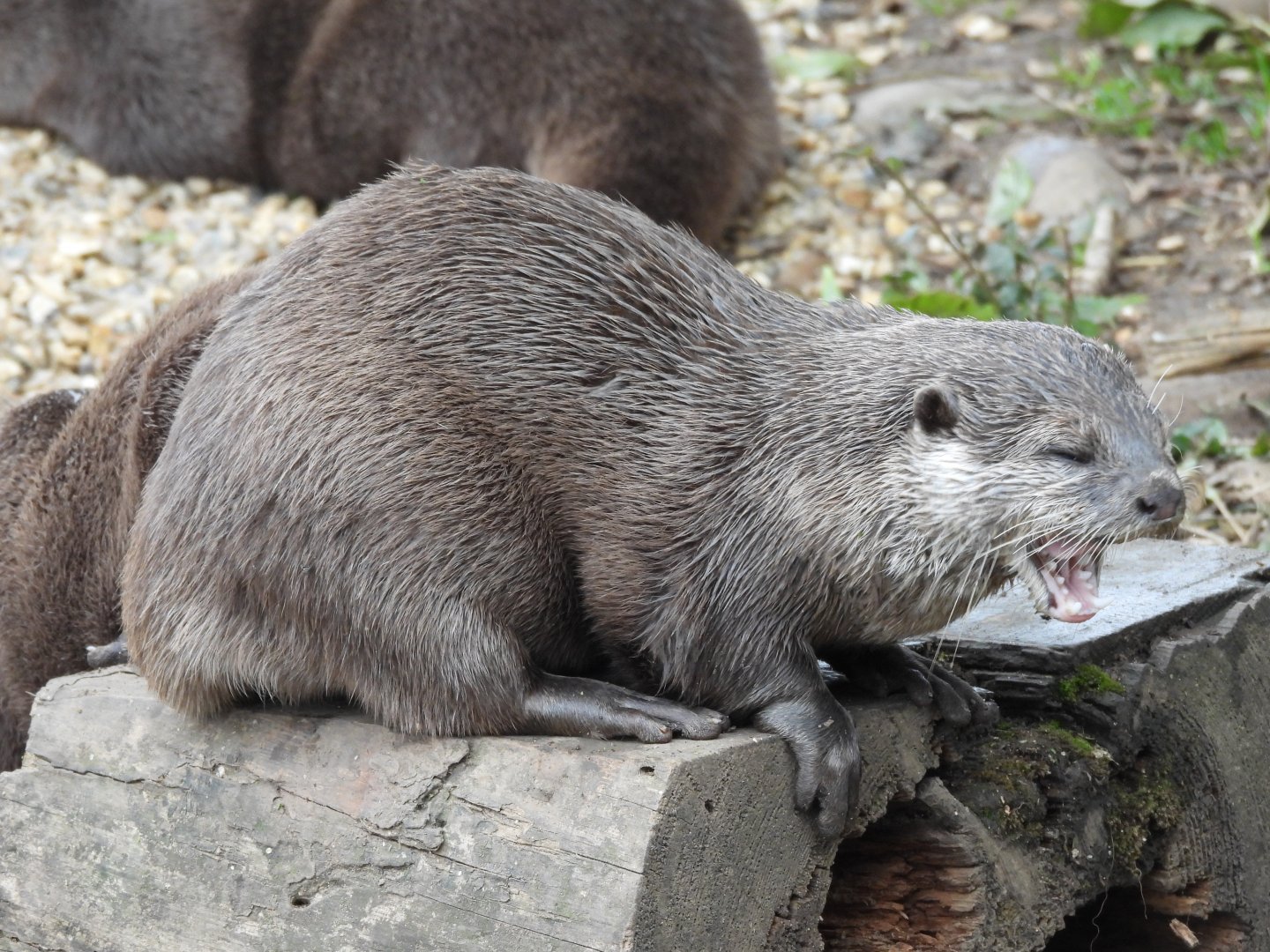 Asian Short Clawed Otter