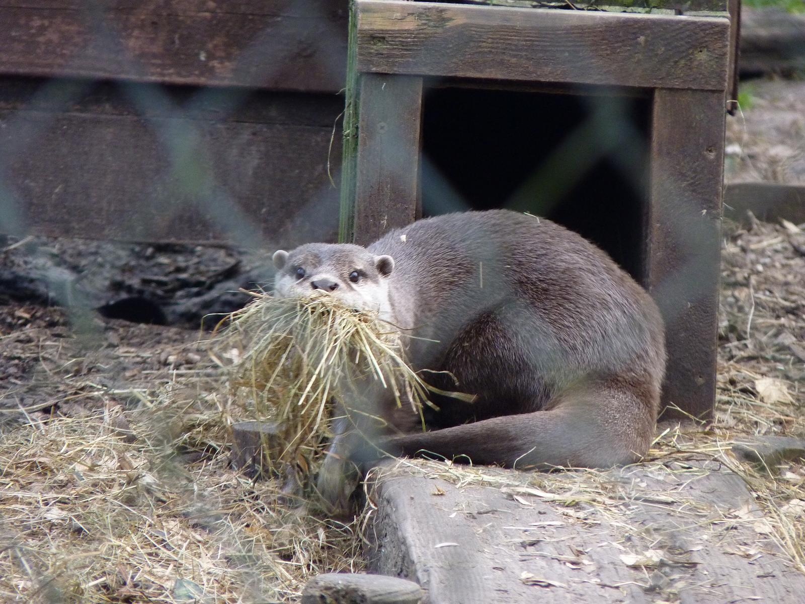 Asian Short-Clawed Otter