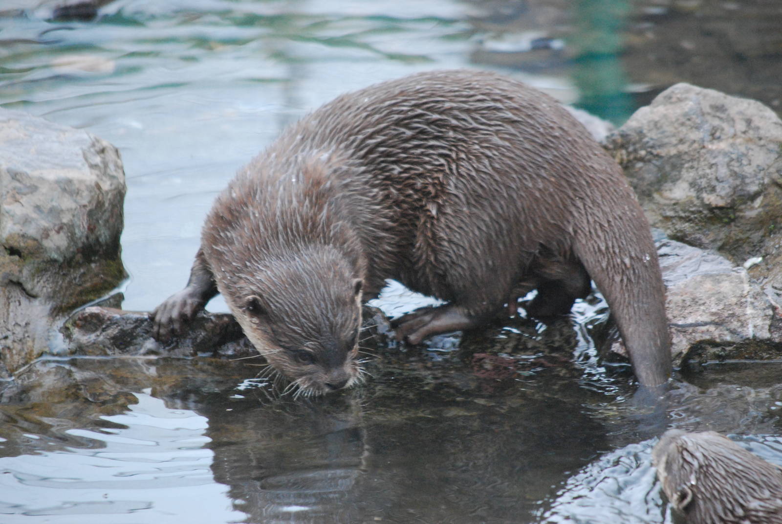 ASIAN SHORT CLAWED OTTER