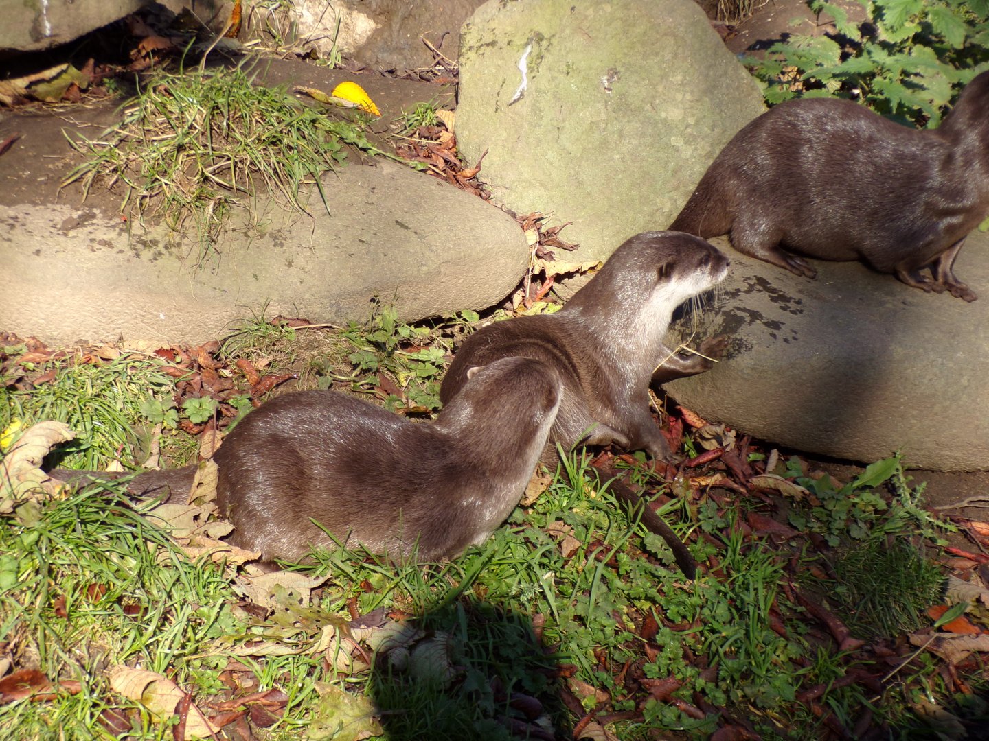 Asian short-clawed otters 11.11.23
