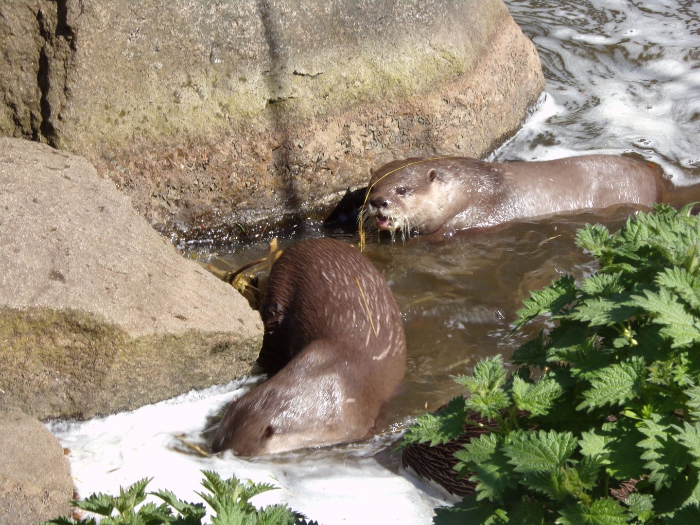 Asian short-clawed otters 20.4.25