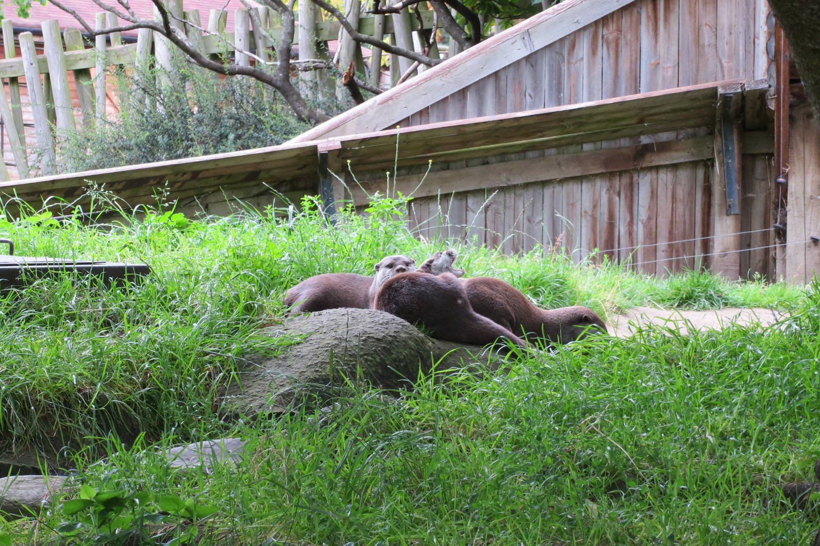 Asian Short-clawed Otters 240815