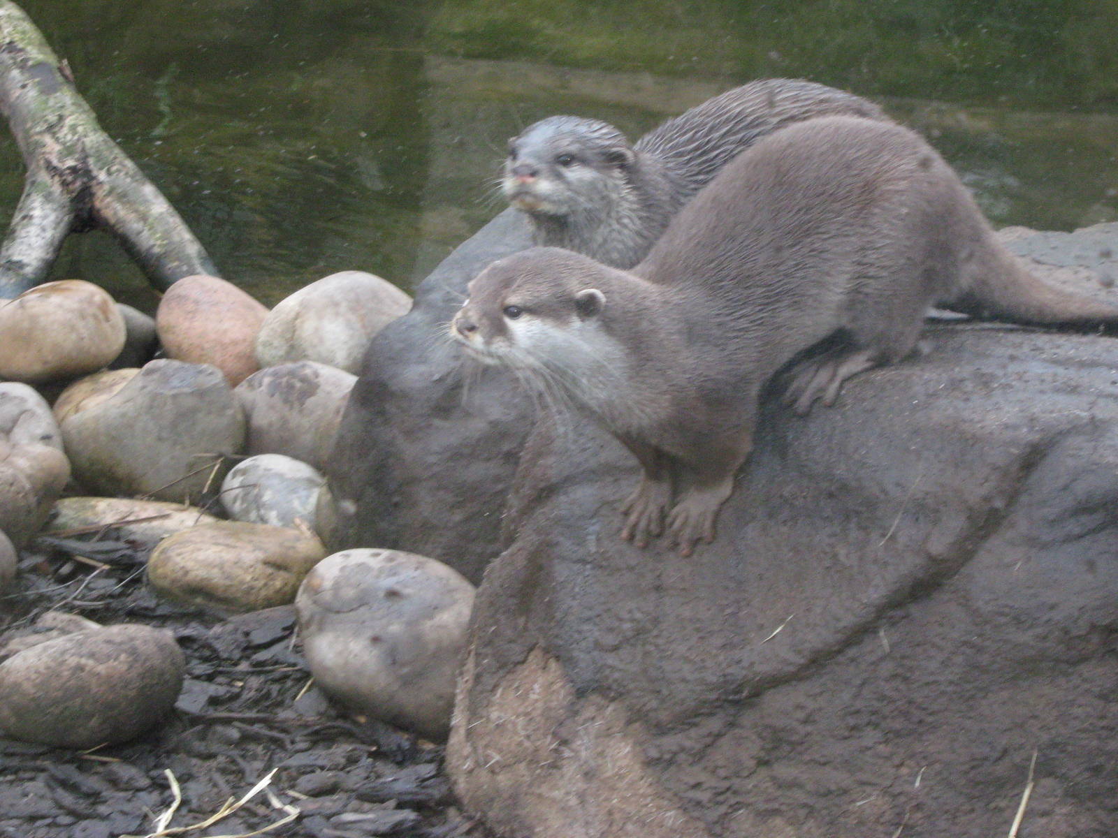 Asian Short Clawed Otters 30.3.10