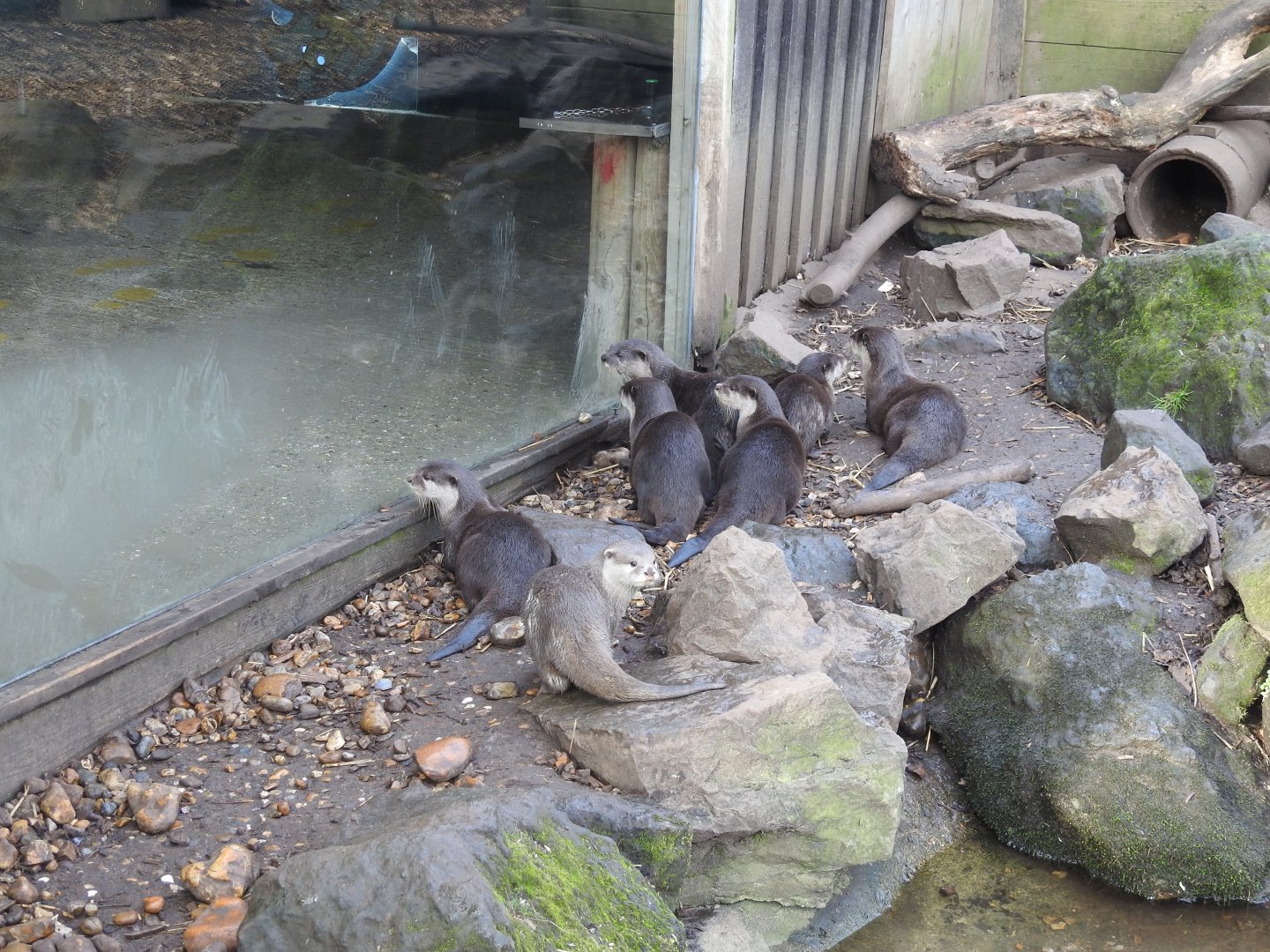 Asian Short-Clawed Otters (Aonyx cinereus)