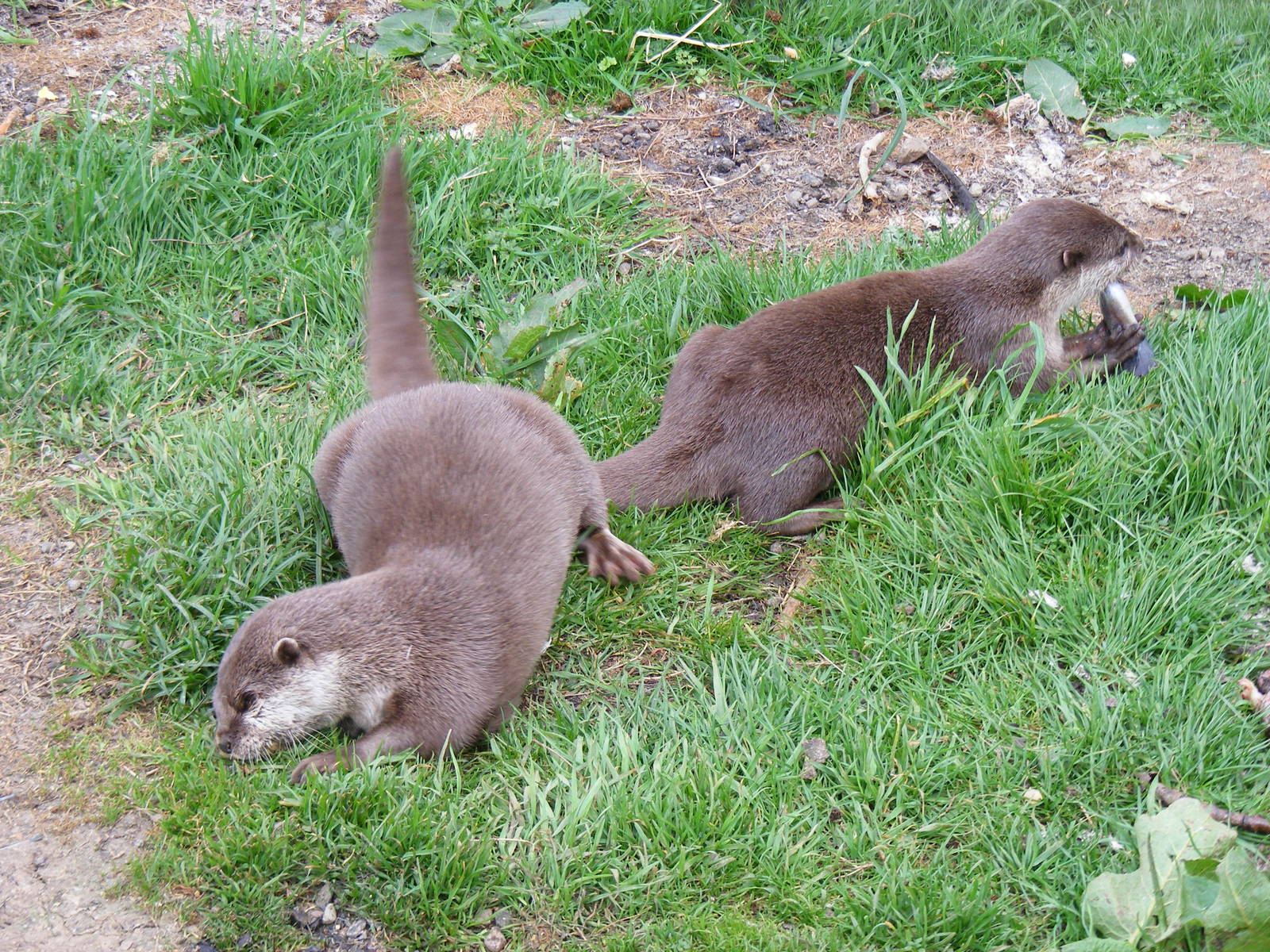 Asian short-clawed otters at Auchingarrich Wildlife Centre, 20 May 2010
