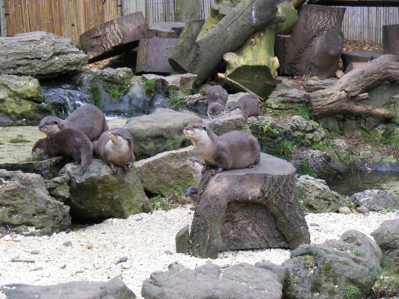 Asian short-clawed otters at Chessington Zoo, 6 February 2011