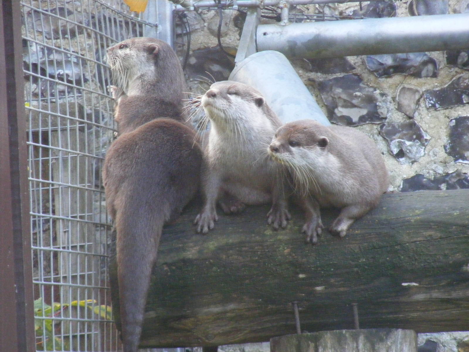 Asian short-clawed otters at Marwell Wildlife, 30 October 2010