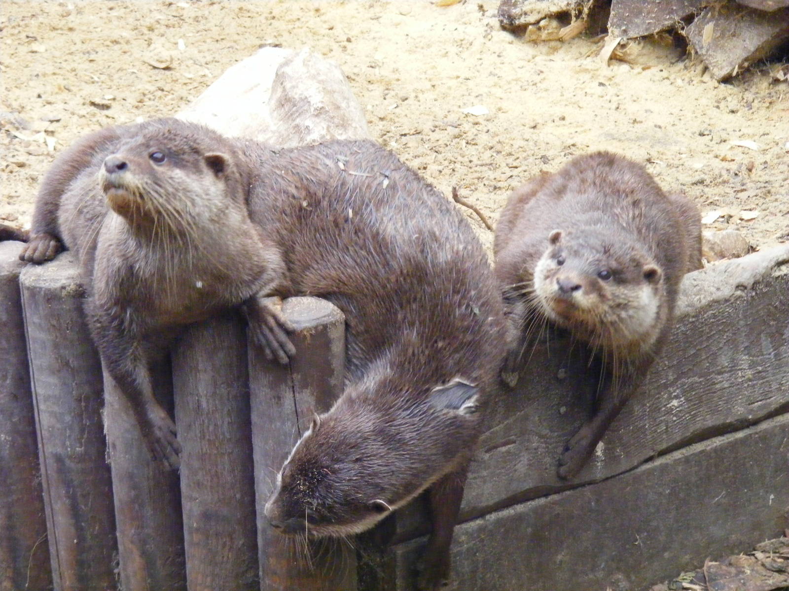 Asian short-clawed otters at New Forest Wildlife Park, 21 August 2010