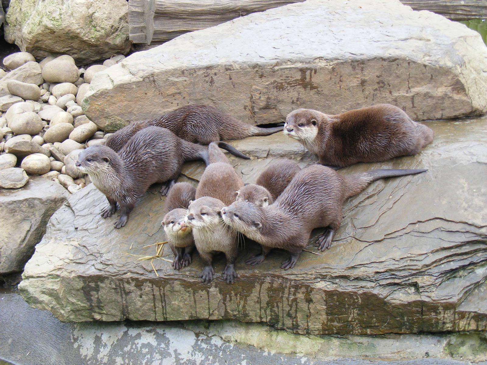 Asian short-clawed otters at Paradise Wildlife Park, 5 September 2010