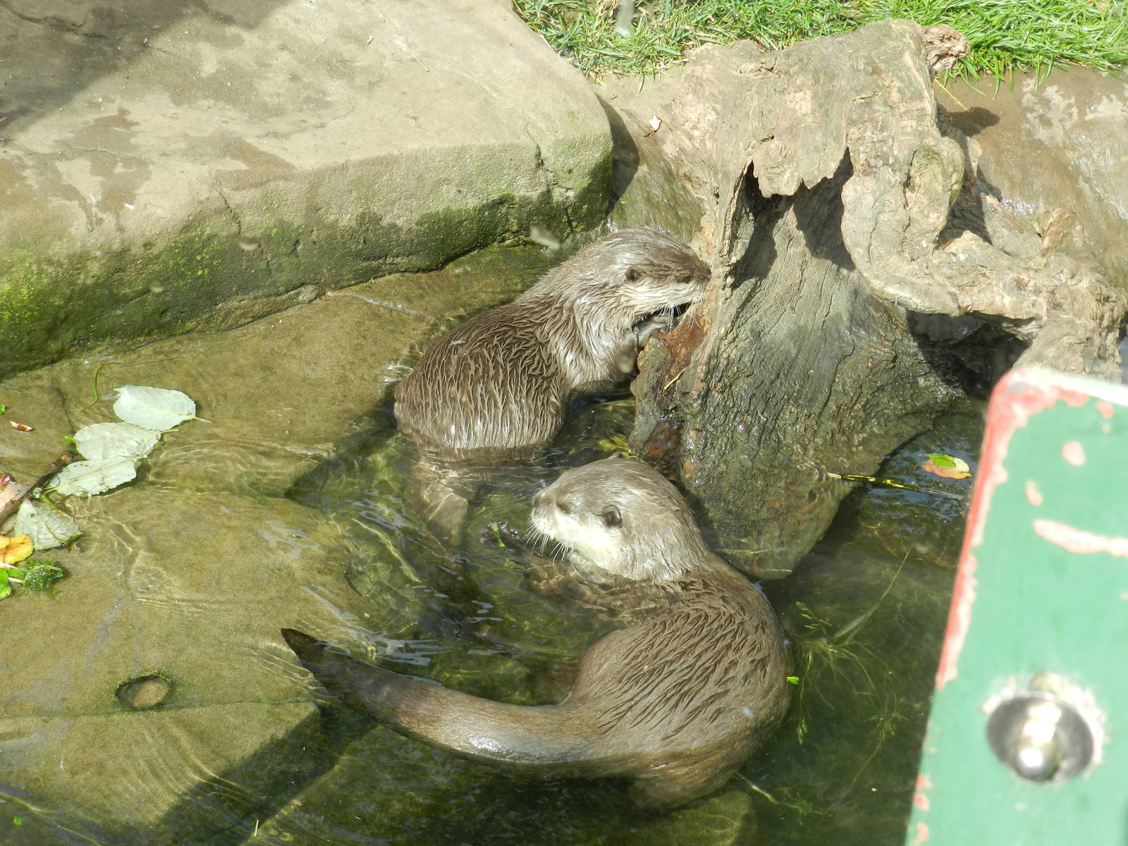 Asian Short Clawed Otters at SEA LIFE Scarborough - 26/08/2012