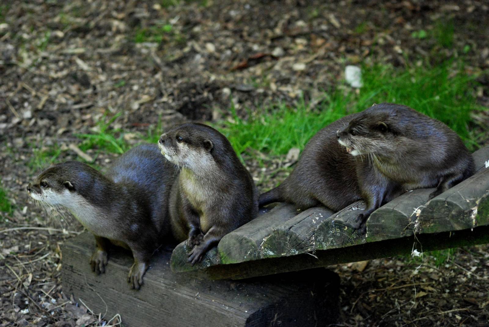 Asian Short-clawed Otters at the Chestnut Centre, 09/06/13