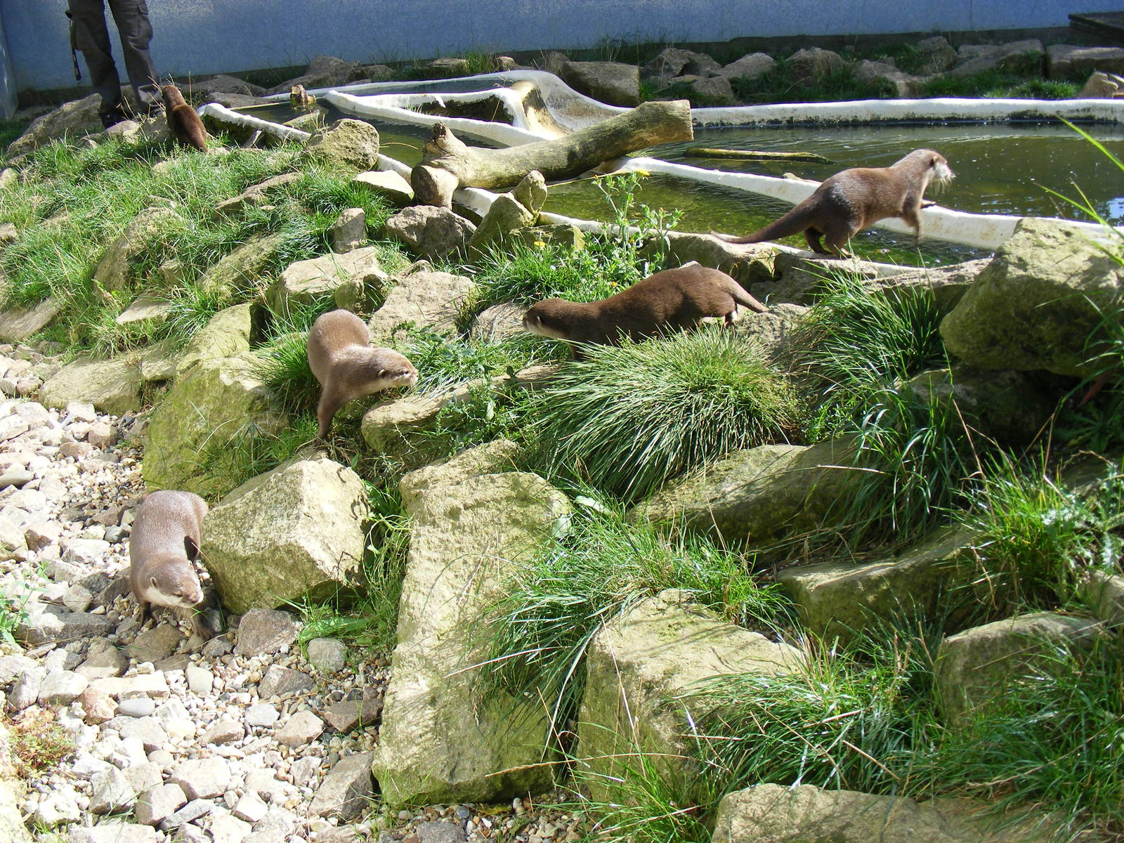 Asian short-clawed otters at Tropical Wings, 13 September 2011