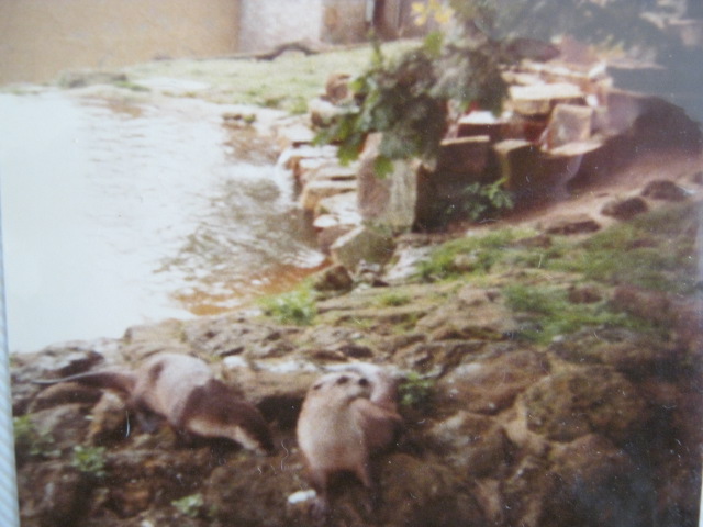 Asian Short-Clawed Otters, August 1984.