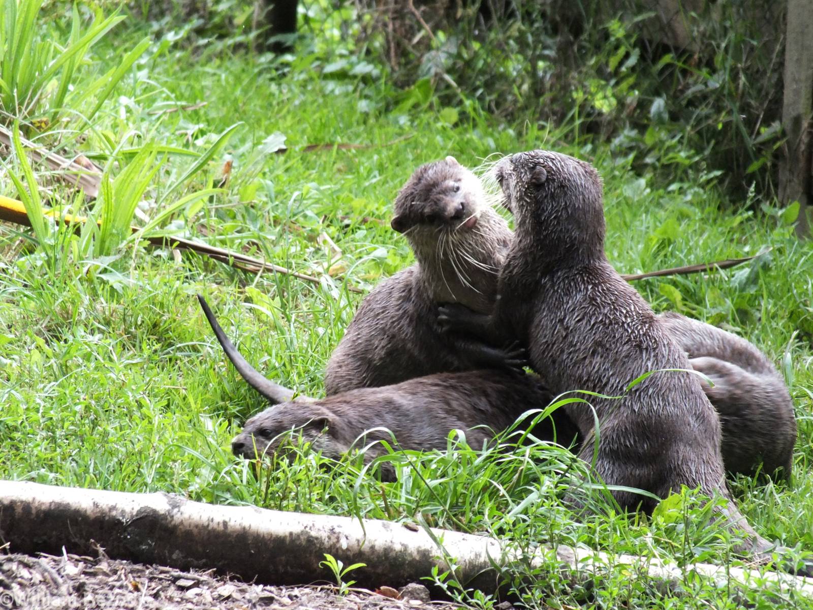 Asian Short-clawed Otters Fighting