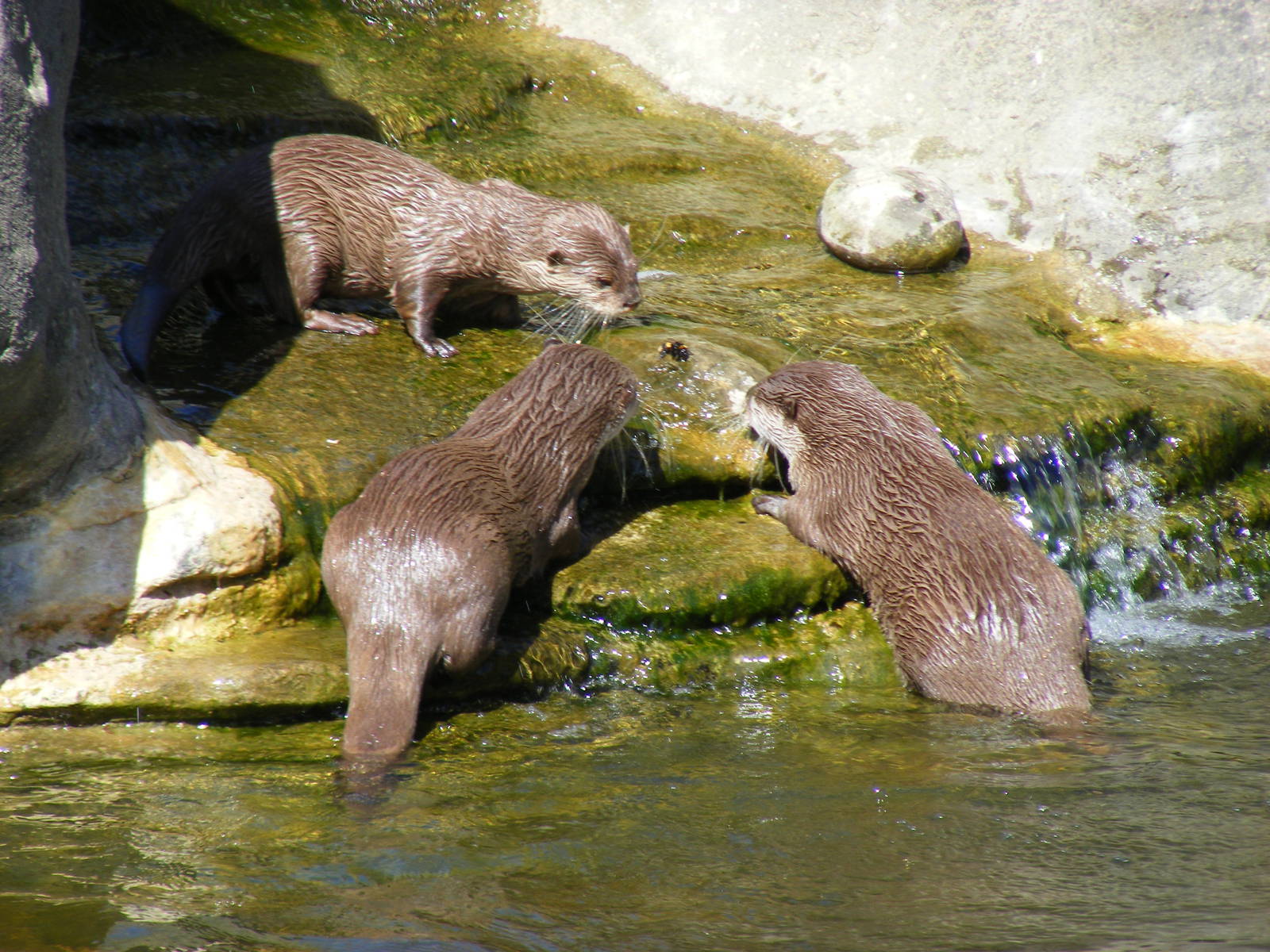 Asian short-clawed otters interested in a bumble bee at Marwell Wildlife, 8
