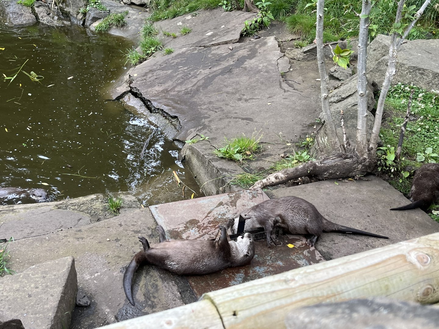 Asian short clawed otters playing 18.7.24