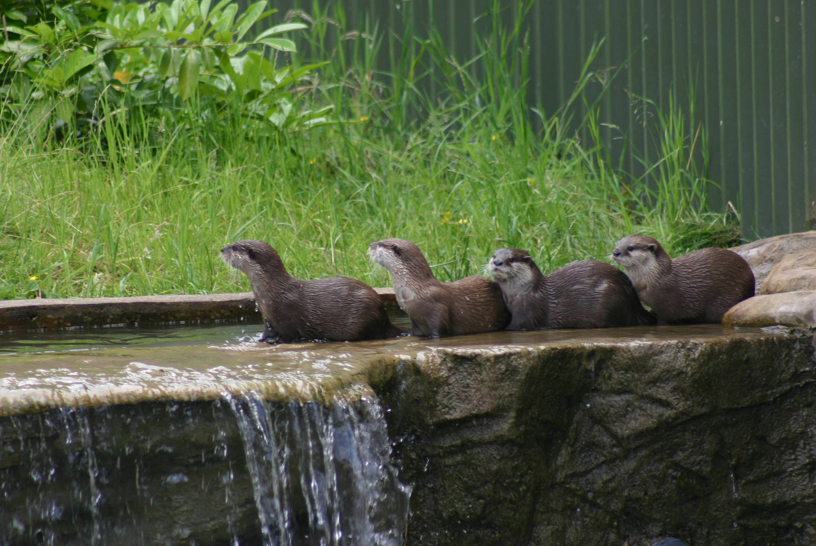 Asian Short Clawed Otters - Playing in the water cascade.