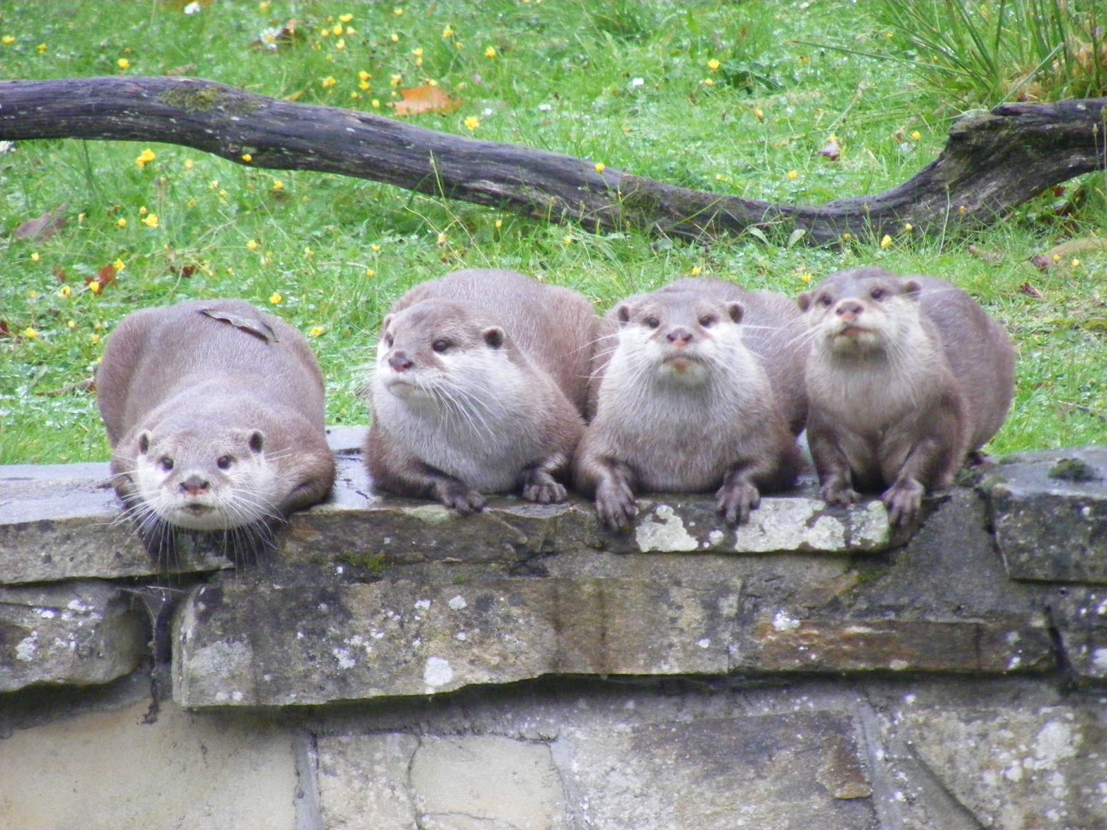 Asian short-clawed otters posing at Marwell Wildlife, 30 October 2011