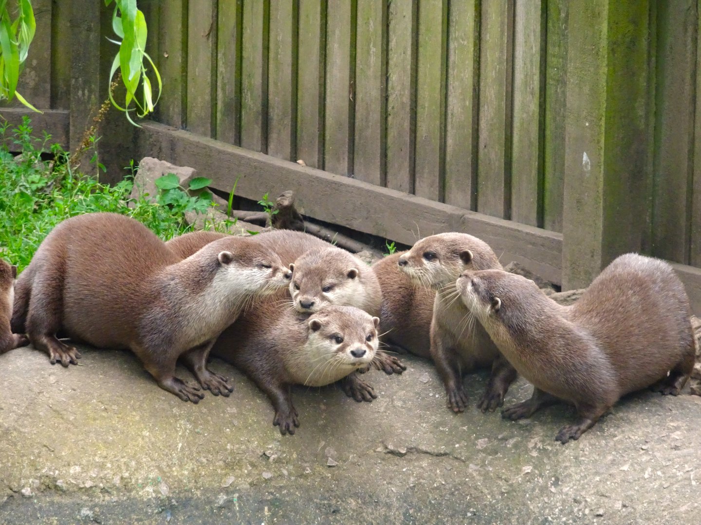 Asian short clawed otters, Wild Discovery, 2 August 2025