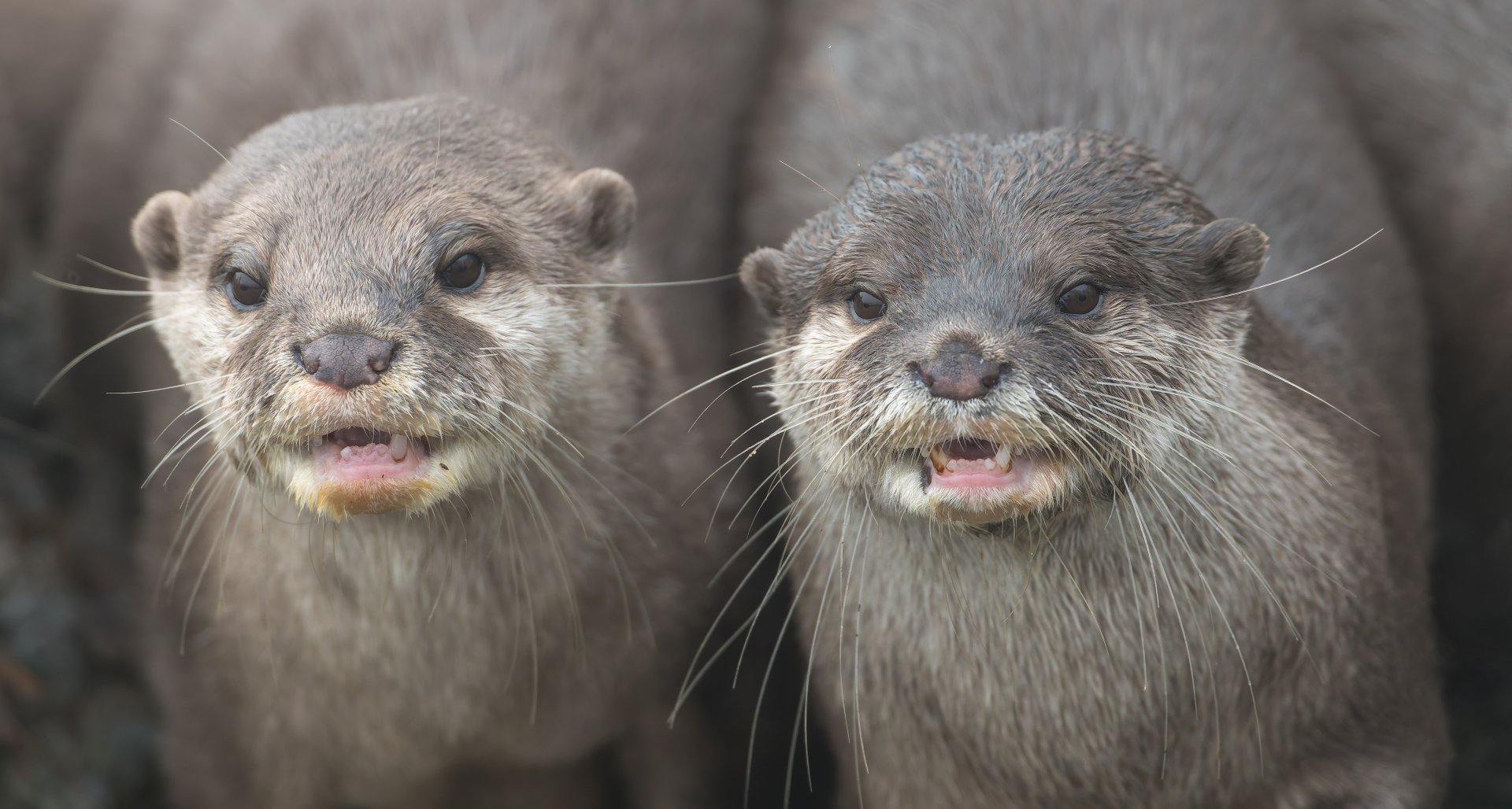 Asian short clawed otters, ZSL Whipsnade, UK