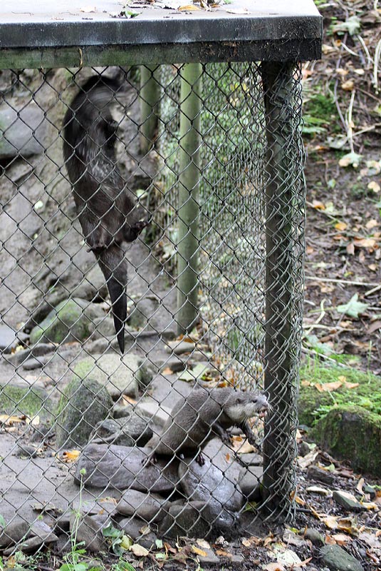 Asian short-clawed otters