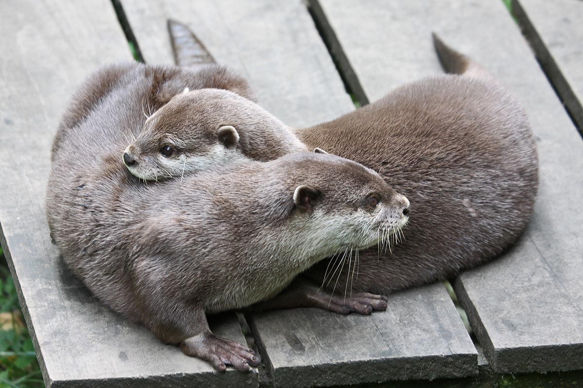 Asian short-clawed otters
