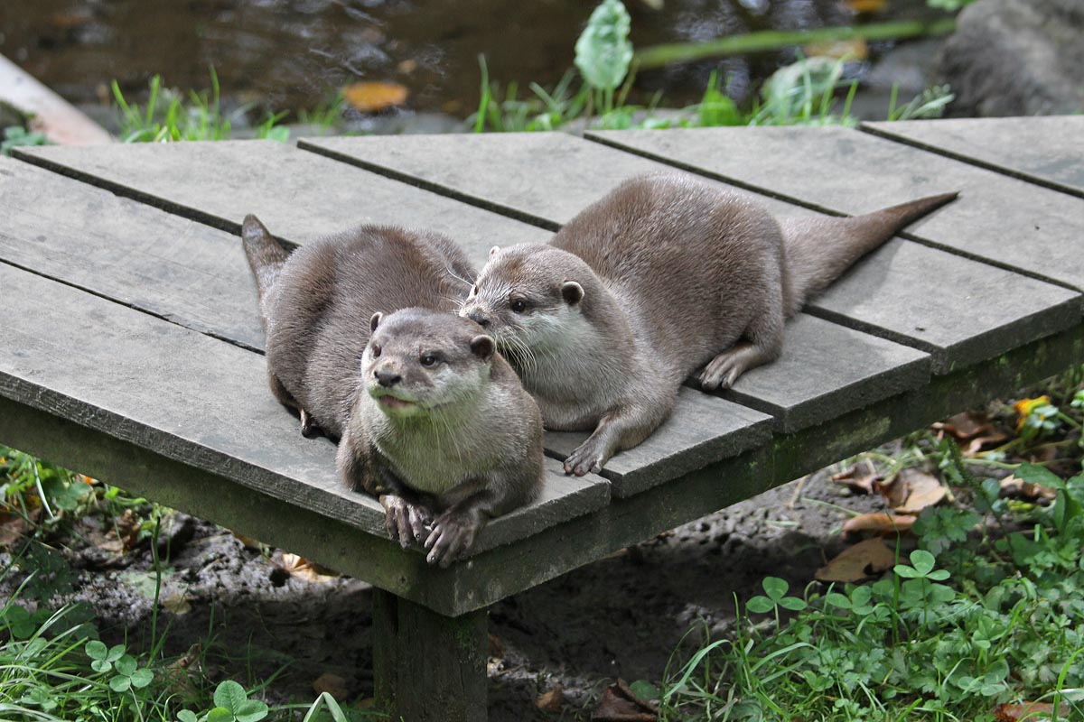 Asian short-clawed otters