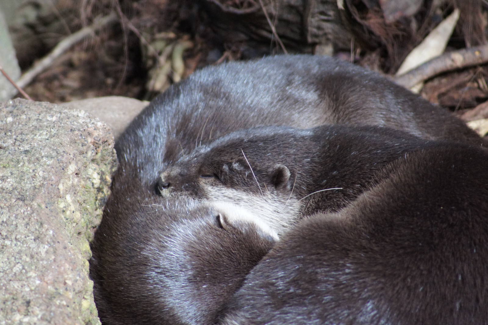 Asian Short Clawed Otters