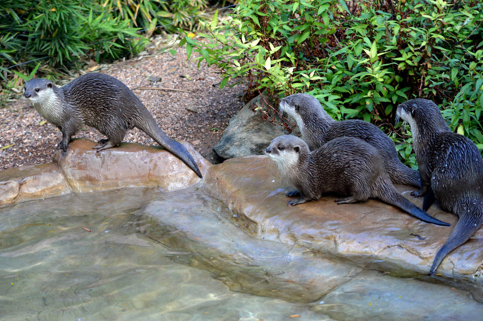 Asian Short-clawed otters