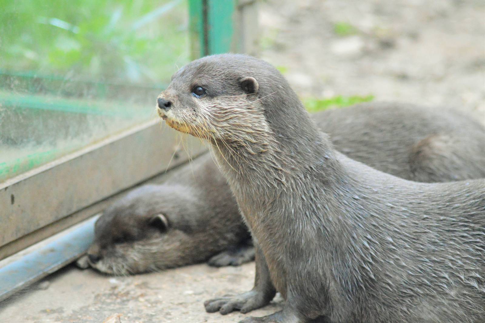 Asian Short Clawed Otters