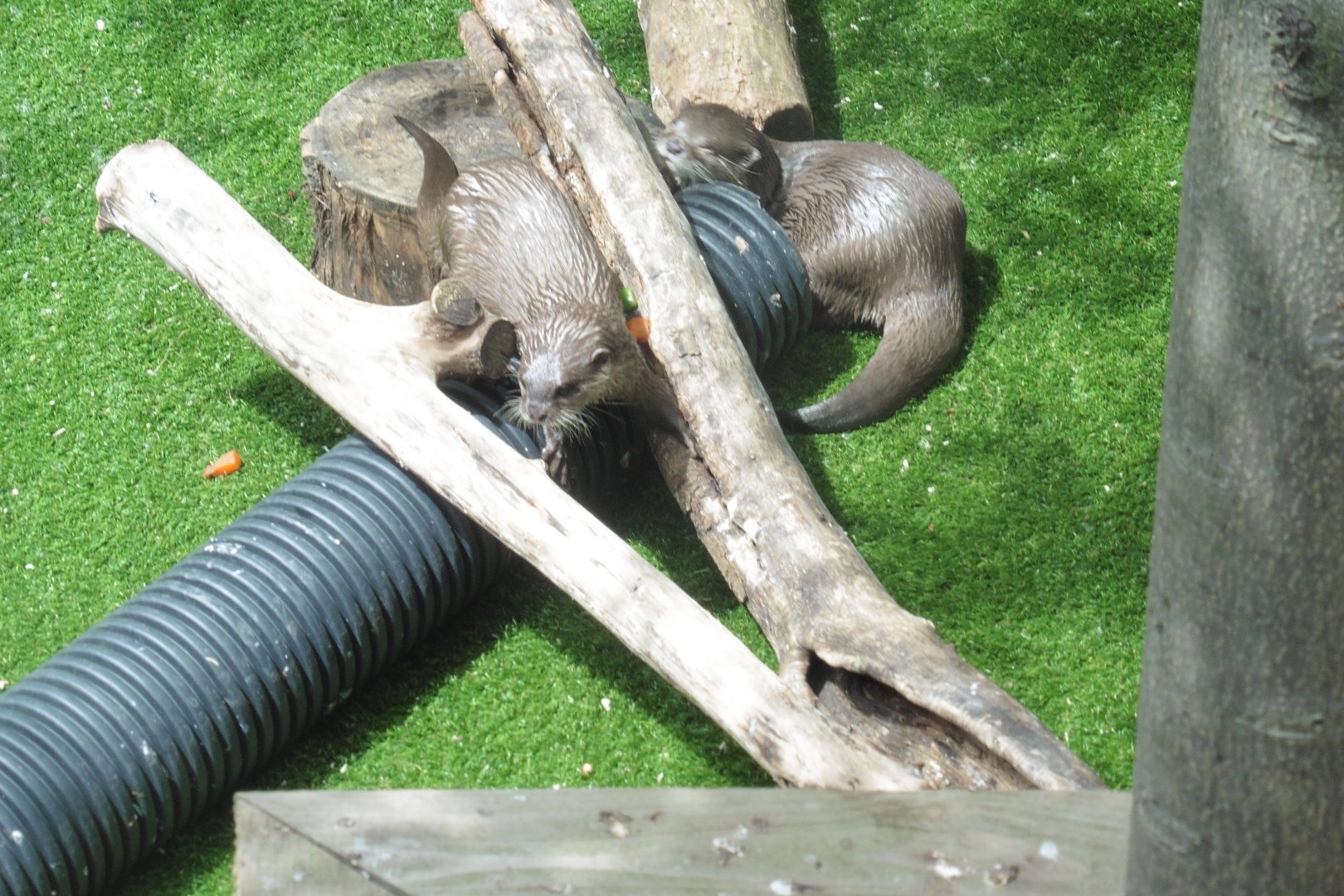 Asian Short-clawed Otters