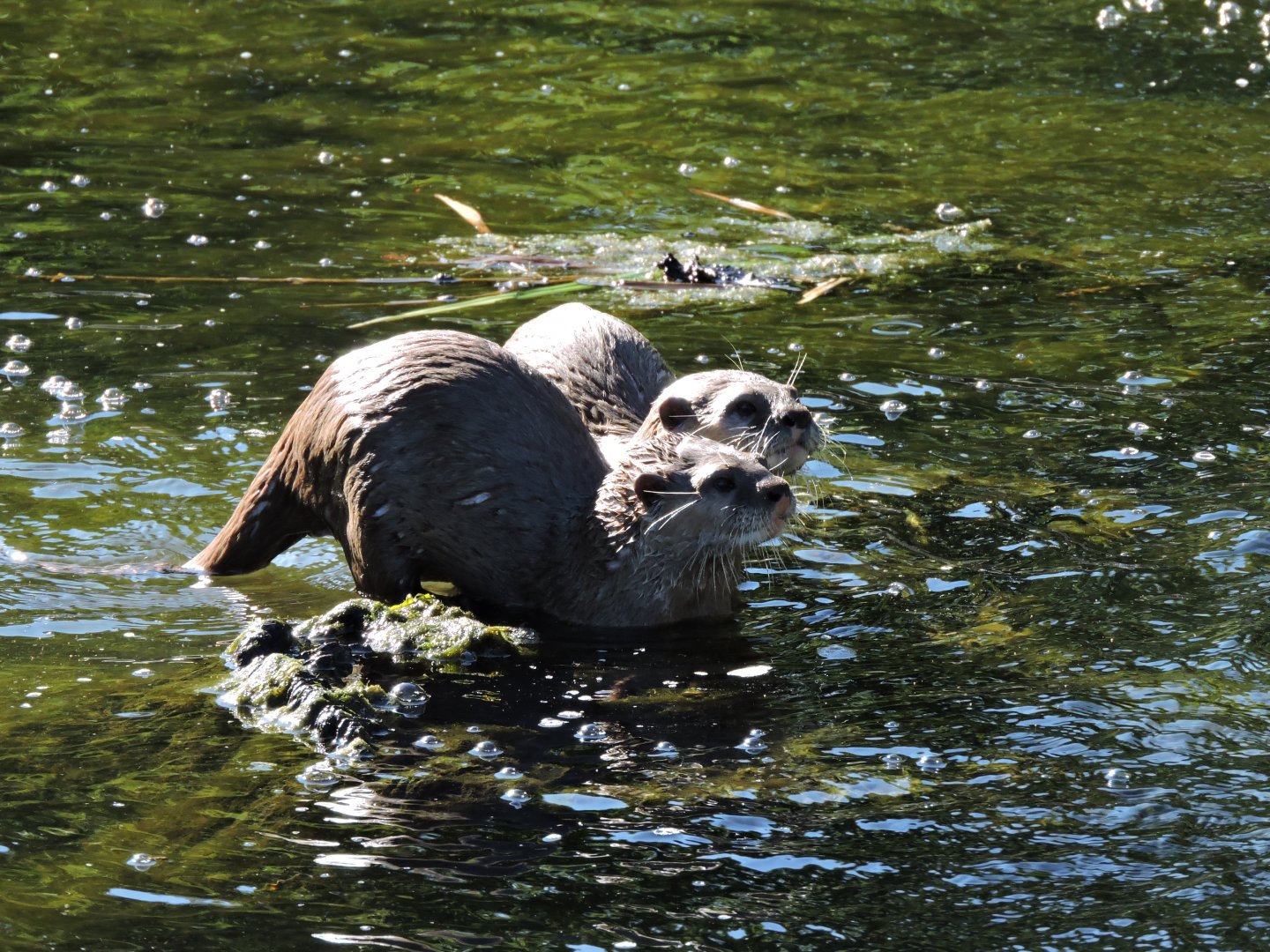 Asian Short Clawed Otters