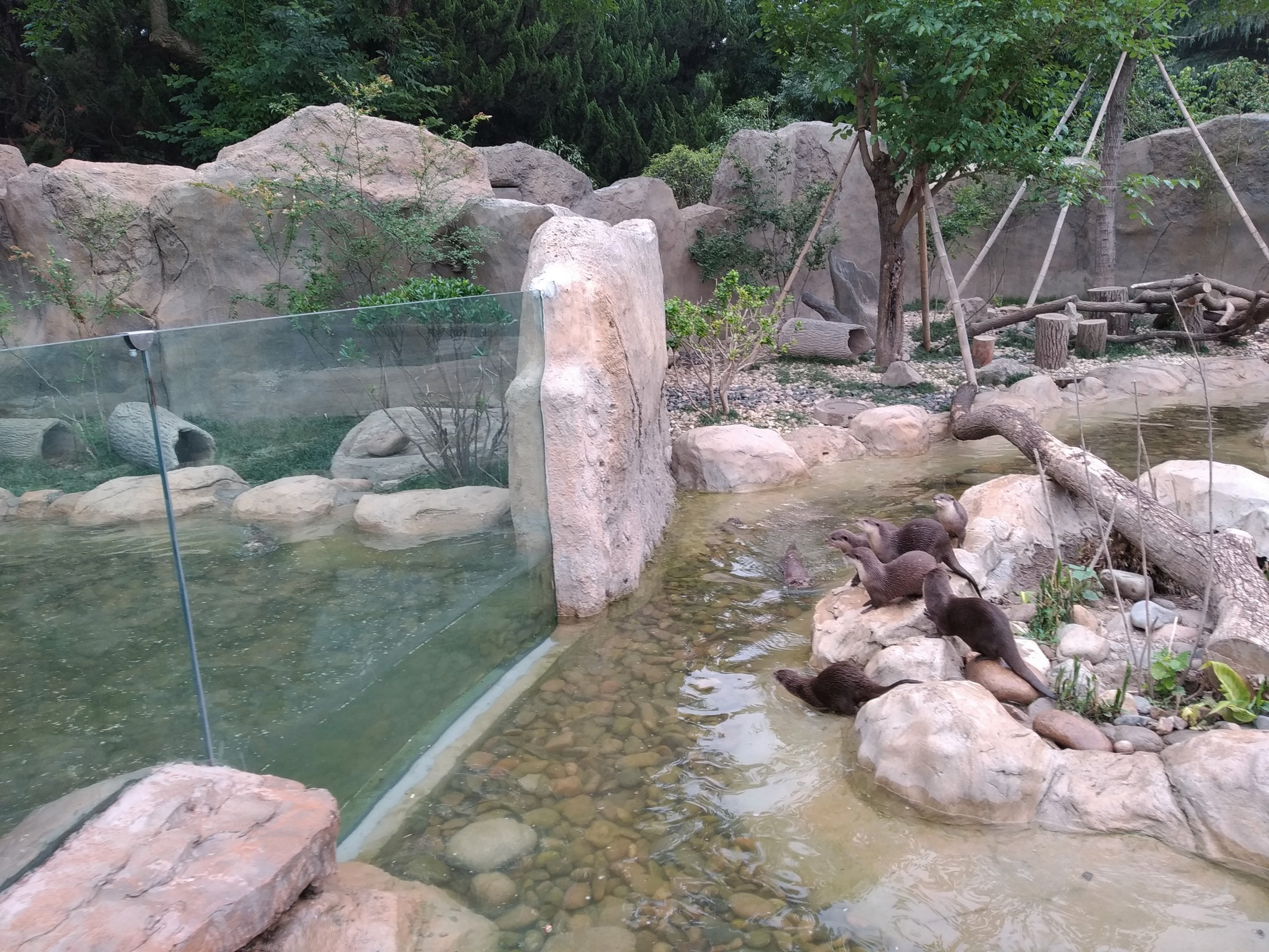 Asian Short-clawed Otters