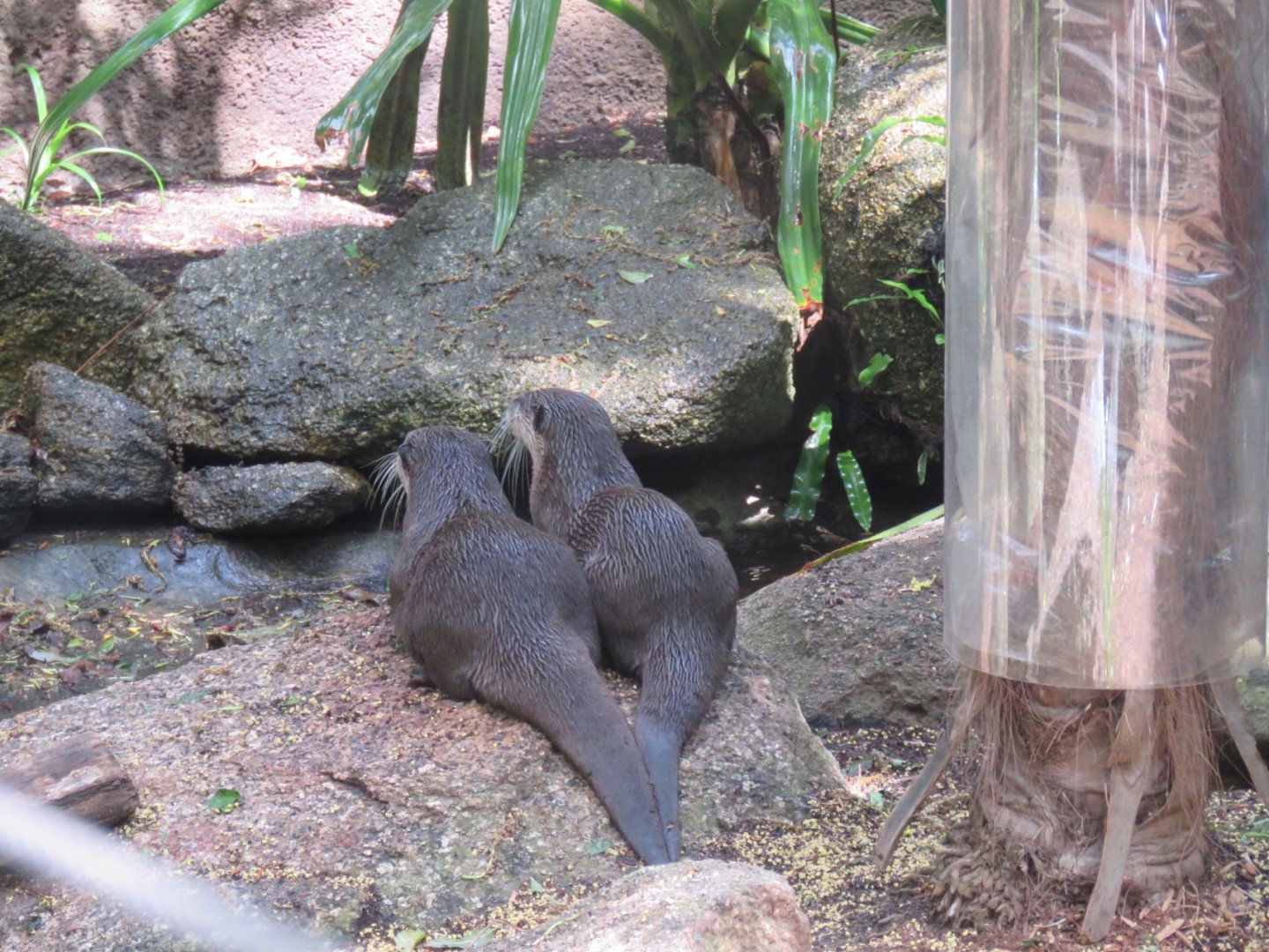 Asian Short Clawed Otters