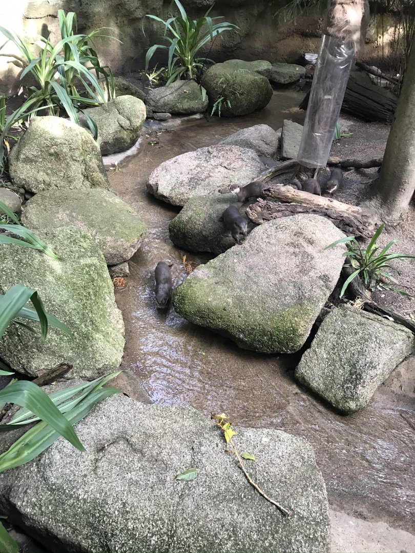 Asian Short Clawed Otters