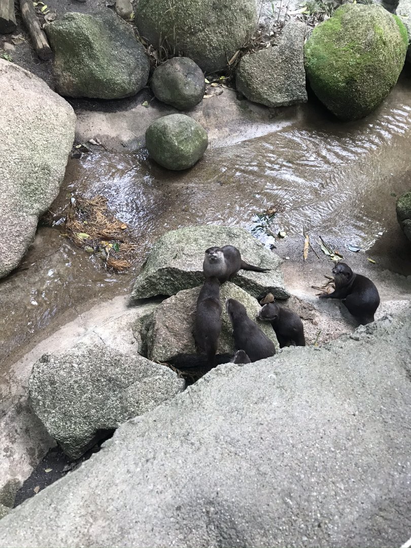 Asian Short Clawed Otters