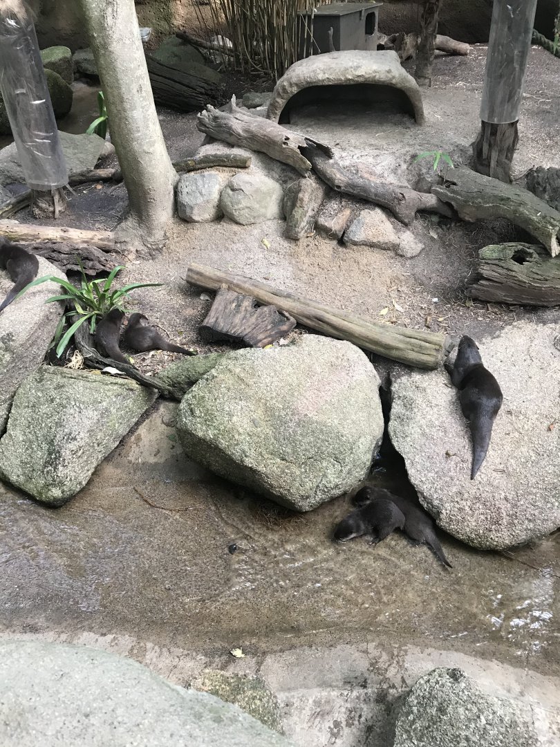 Asian Short Clawed Otters